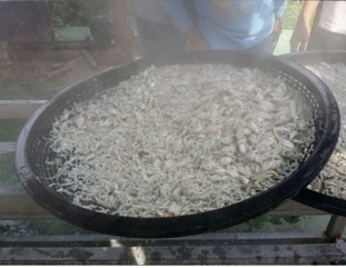 멸치