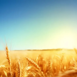 2024 추석 인사말13