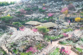 광양매양축제사진