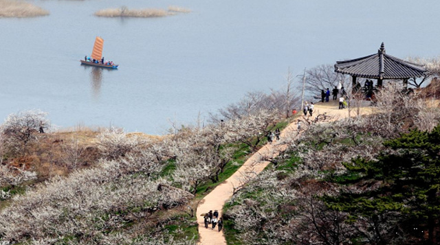 2025 광양매화축제 일정 실시간 개화 주차장