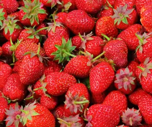 딸기 과일