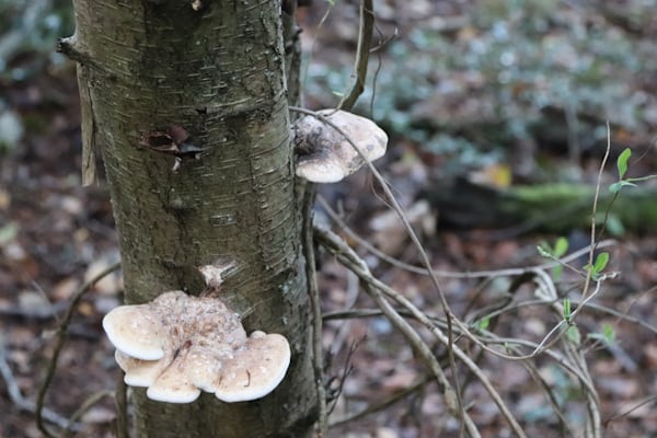 진균 포자의 내성 구조와 생존 전략 — 극한 환경 속 생명 유지의 비밀