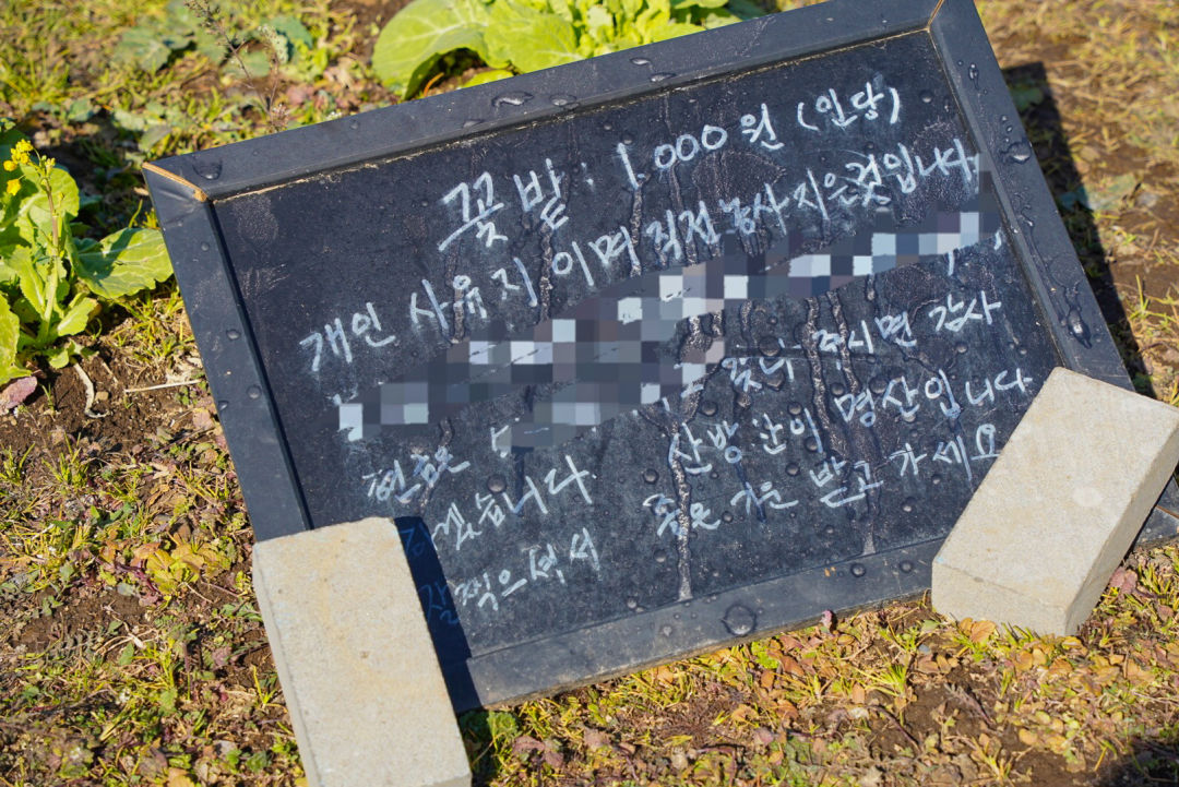 산방산 유채꽃 입구