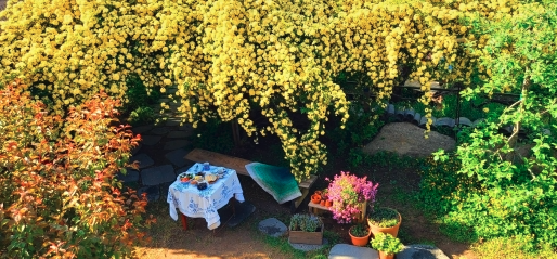 목향장미 명소 TOP4