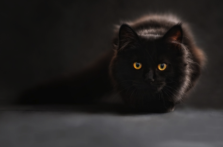 웅크린 자세로 앞을 주시하고 있는 고양이