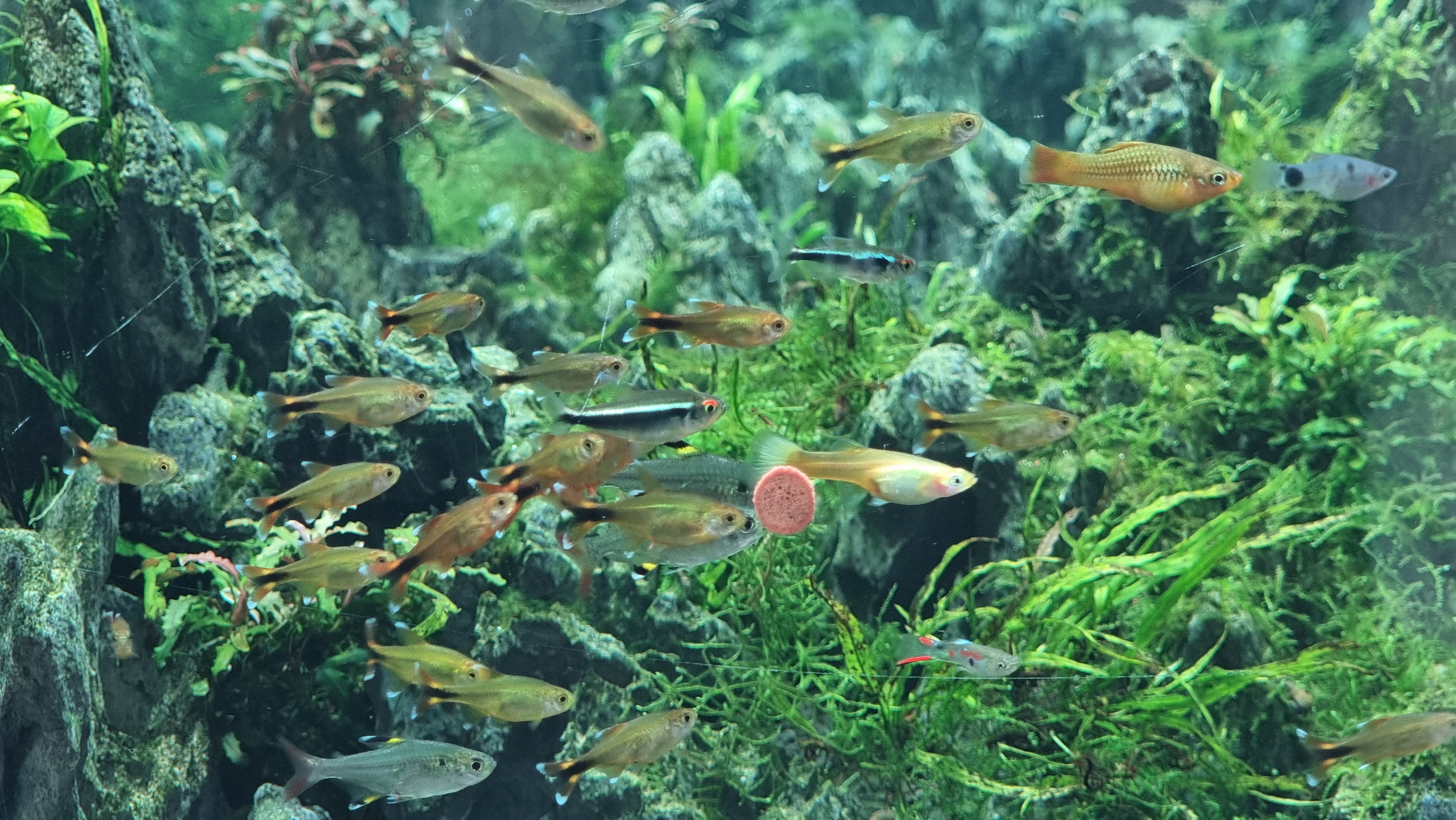 아쿠아가든카페 이쁜 물고기