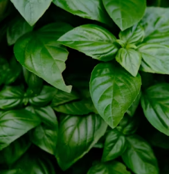 바질 효능 부작용 고르는법 요리 먹는 방법 허브