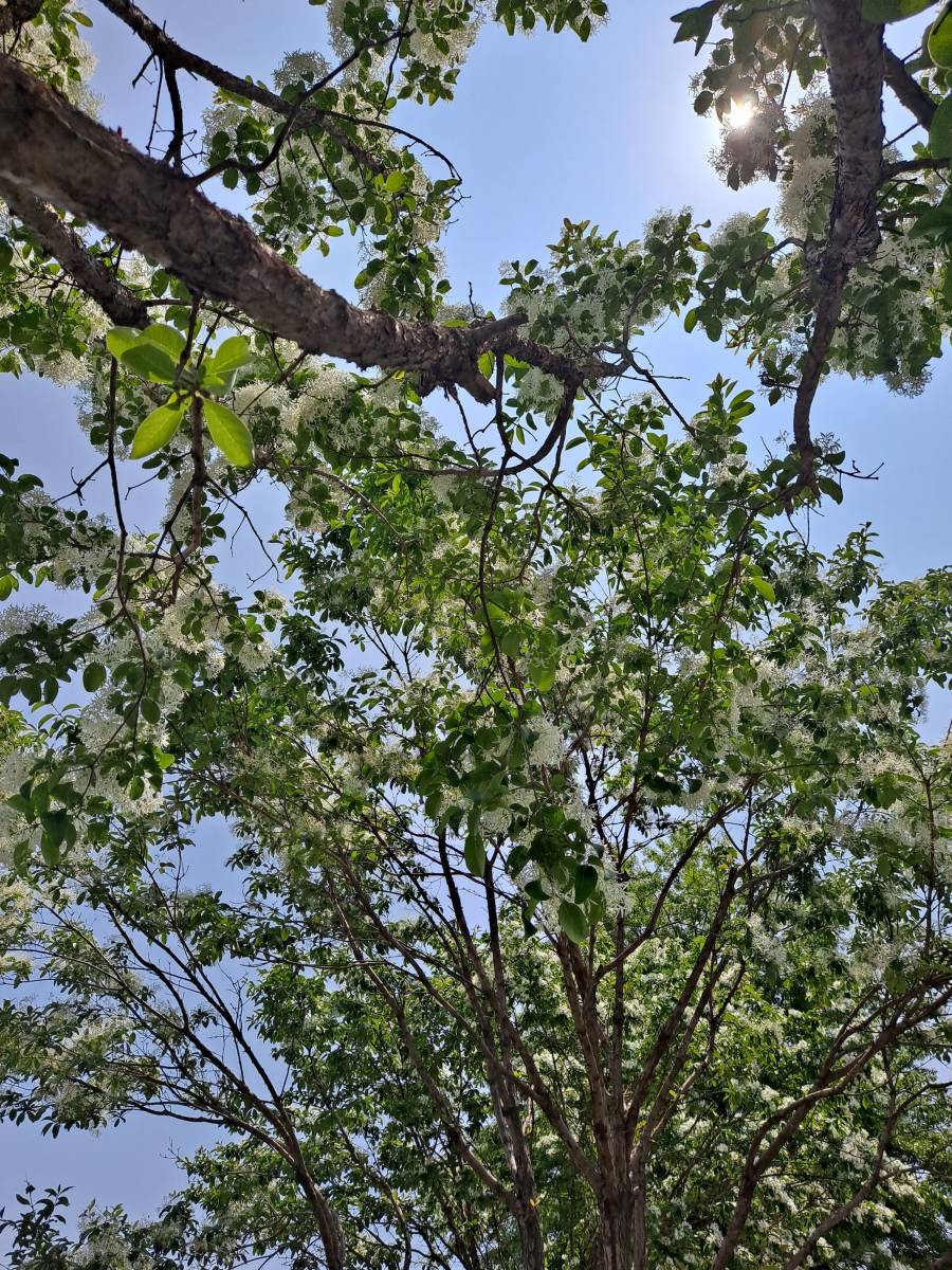 선원면 이팝나무