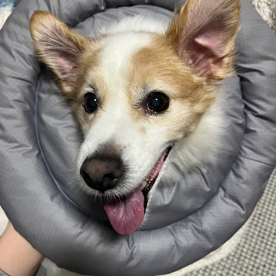 슬개골 탈구를 예방하는 체중관리 &amp; 식단 조절법