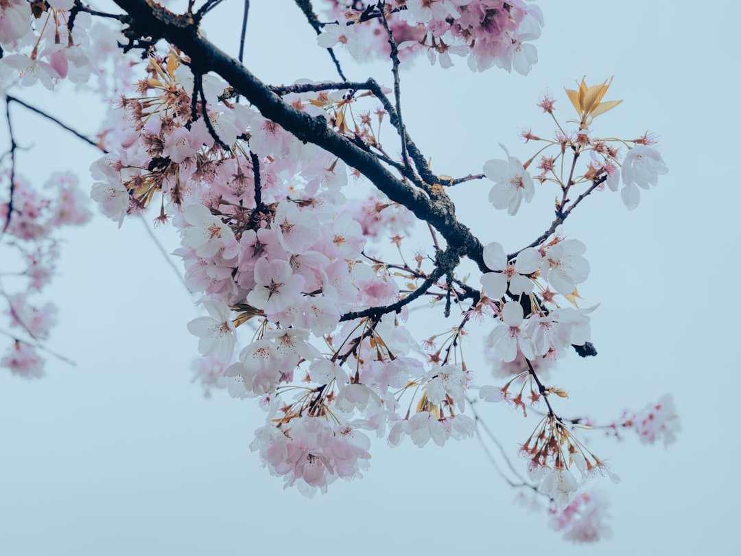 Cherry blossom.