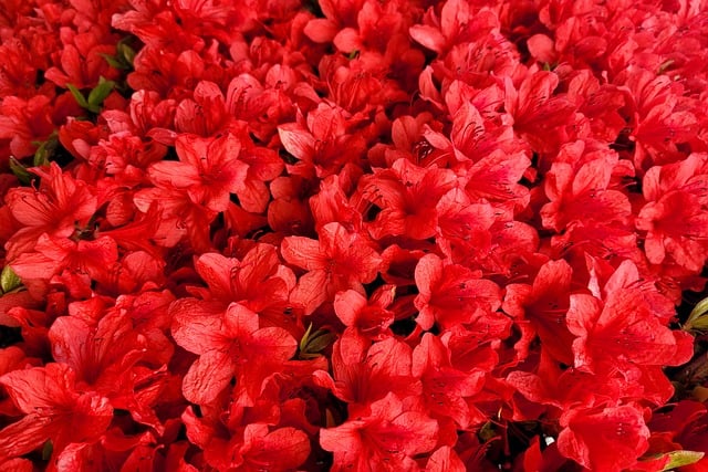 황매산 철쭉축제 기본정보