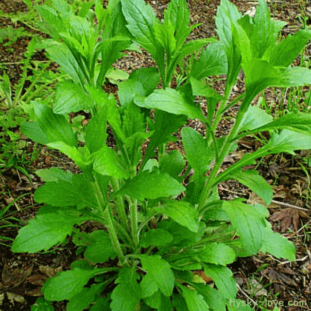 제철 음식 봄나물 망초대나물