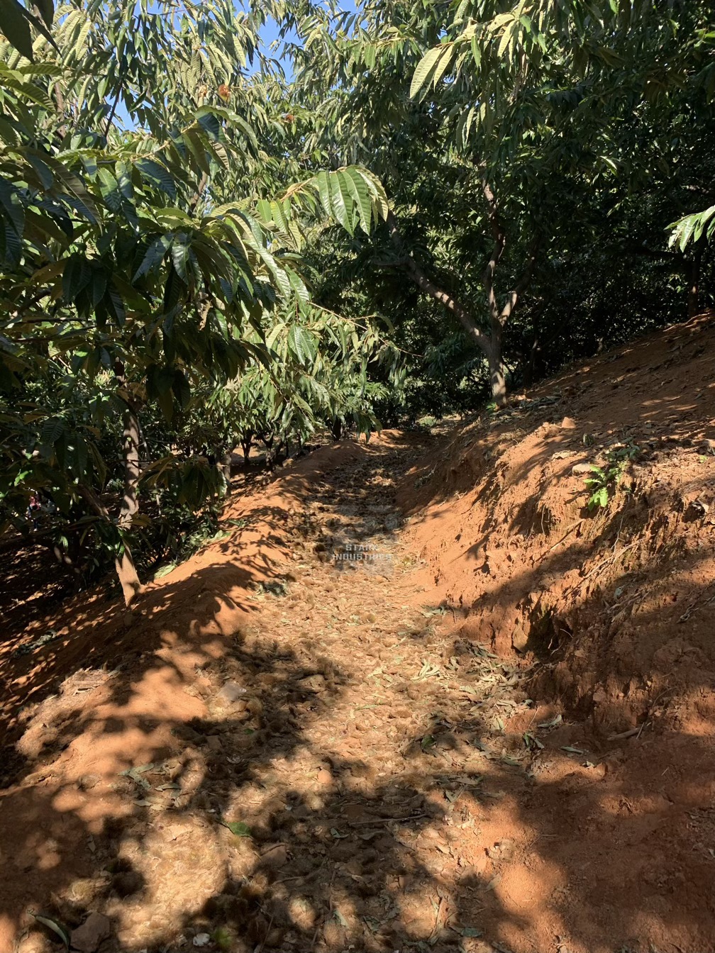 시흥 계수 밤농장 밤 줍기/따기 체험