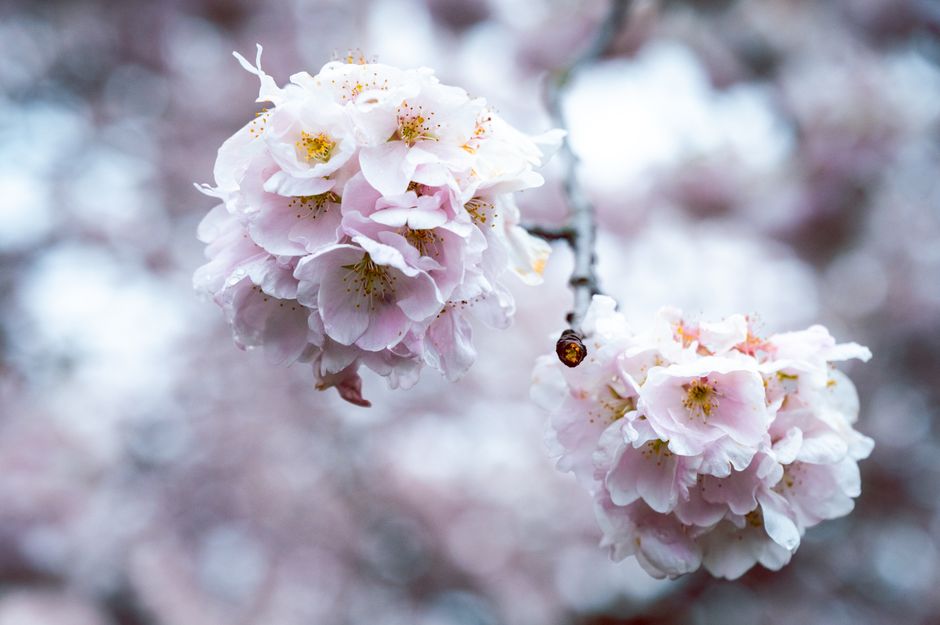 Delicate pink cherry blossoms in full bloom showcasing nature's beauty in Portland.