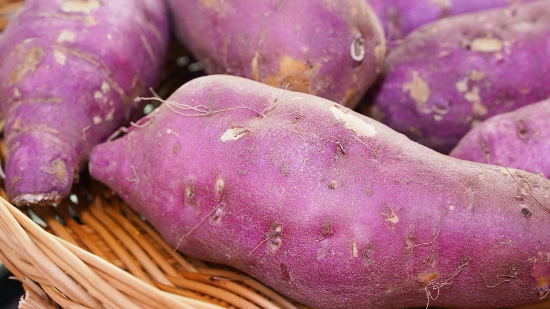 반년 이상 싱싱한 고구마 보관법