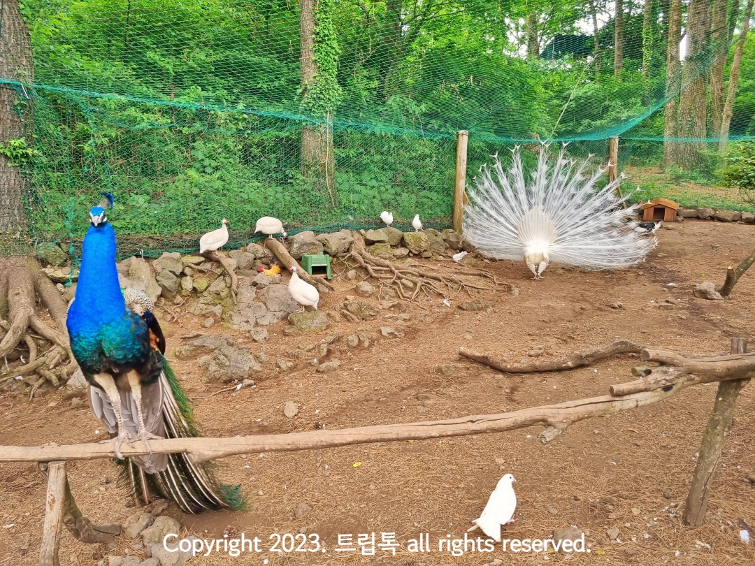 하얀 공작이 날개를 펼치고 있다