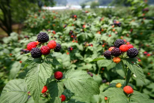 복분자 재배 지주 세우기 가지치기 병해 예방_3