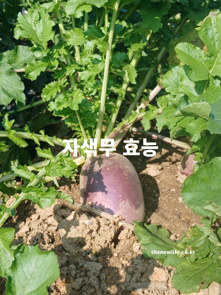 자색무 효능을 보여주는 실제 농장 재배 모습 – 보라색 자색무가 땅에서 자라고 있는 장면