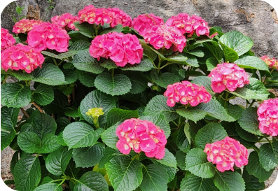 동림선원 화단에 핀 수국