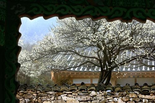 순천 금둔사 납월매 : 2월에 가장 먼저 피는 매화 명소