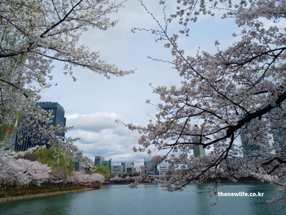 2026년 석촌호수 벚꽃 축제 일정 안내 사진
