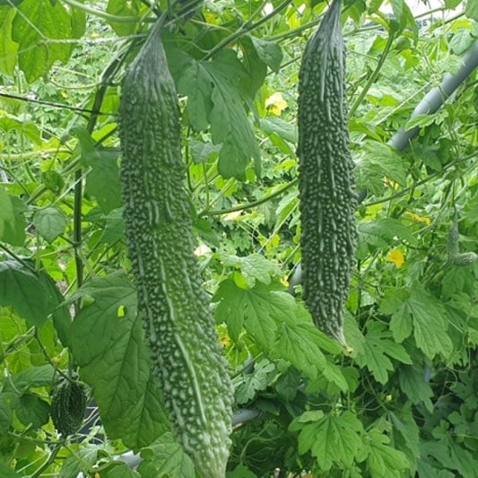 여주 효능