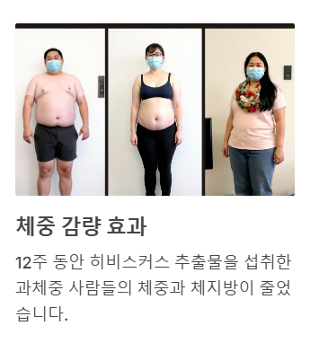 히비스커스 다이어트 효능
