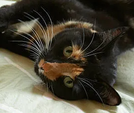 고양이도 고혈압 예방법