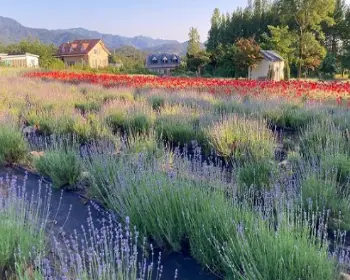 고성 라벤더 축제 하늬 라벤더 팜_21