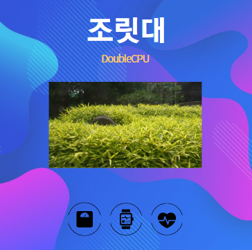 조릿대 알아보기