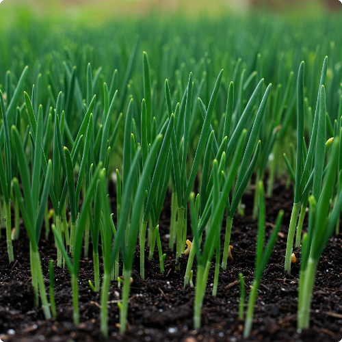 대파 농사 준비하기