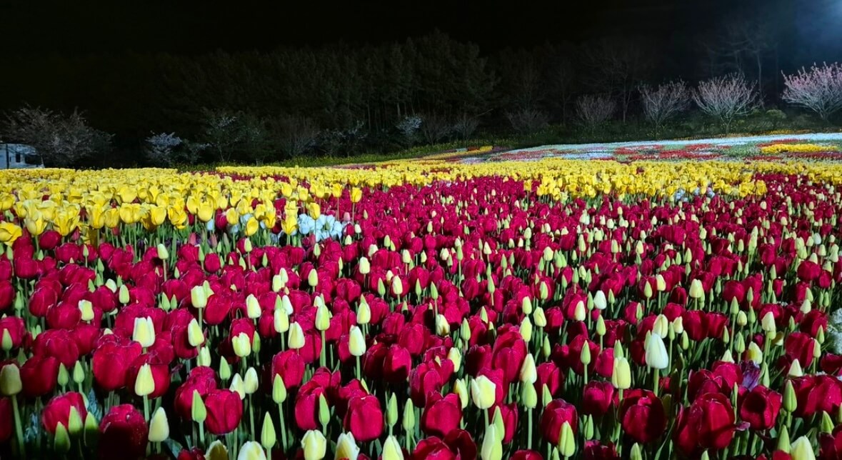 태안 튤립축제 기간