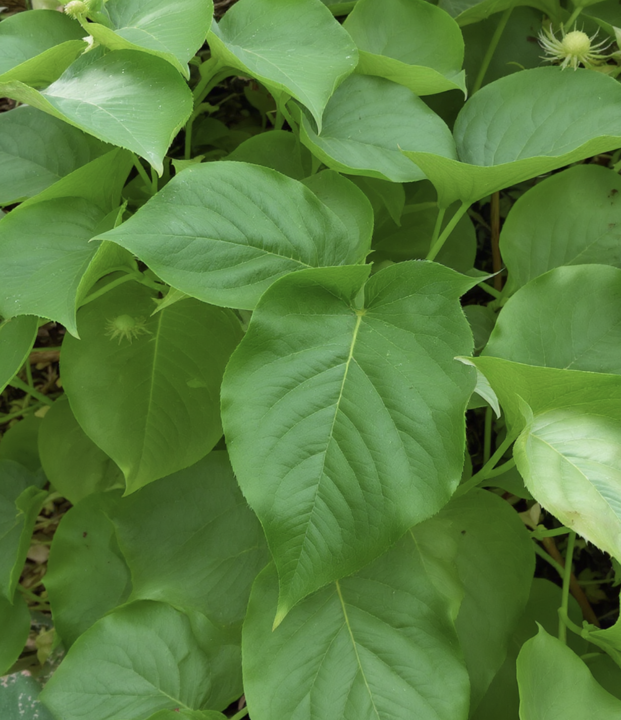 잎사귀, 반짝이는 녹색 신호등