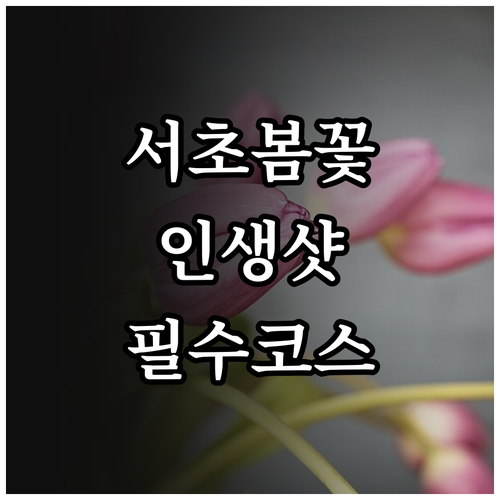3월 서초구 봄꽃 명소 추천 및 예술..