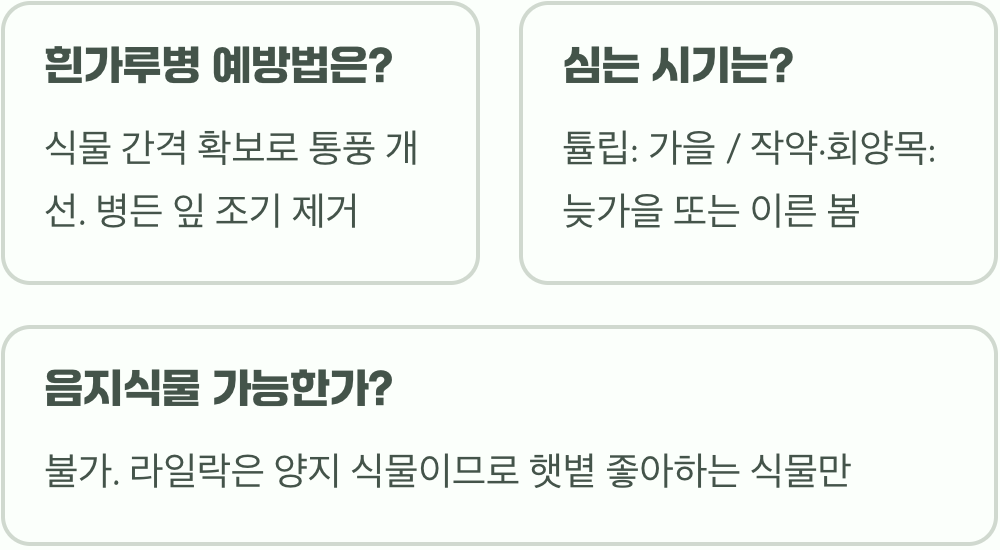 라일락과 함께 심으면 좋은 식물 BEST 3 (봄 정원 조경 꿀팁)