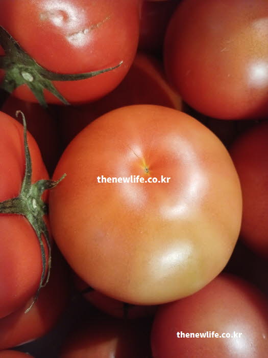 토마토 효능의 루틴 성분이 급격한 수치 상승을 막아 혈당 조절을 돕는 실사진