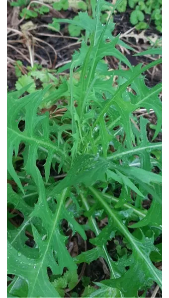 왕고들빼기 효능과 섭취시 주의사항 건강 정보_9