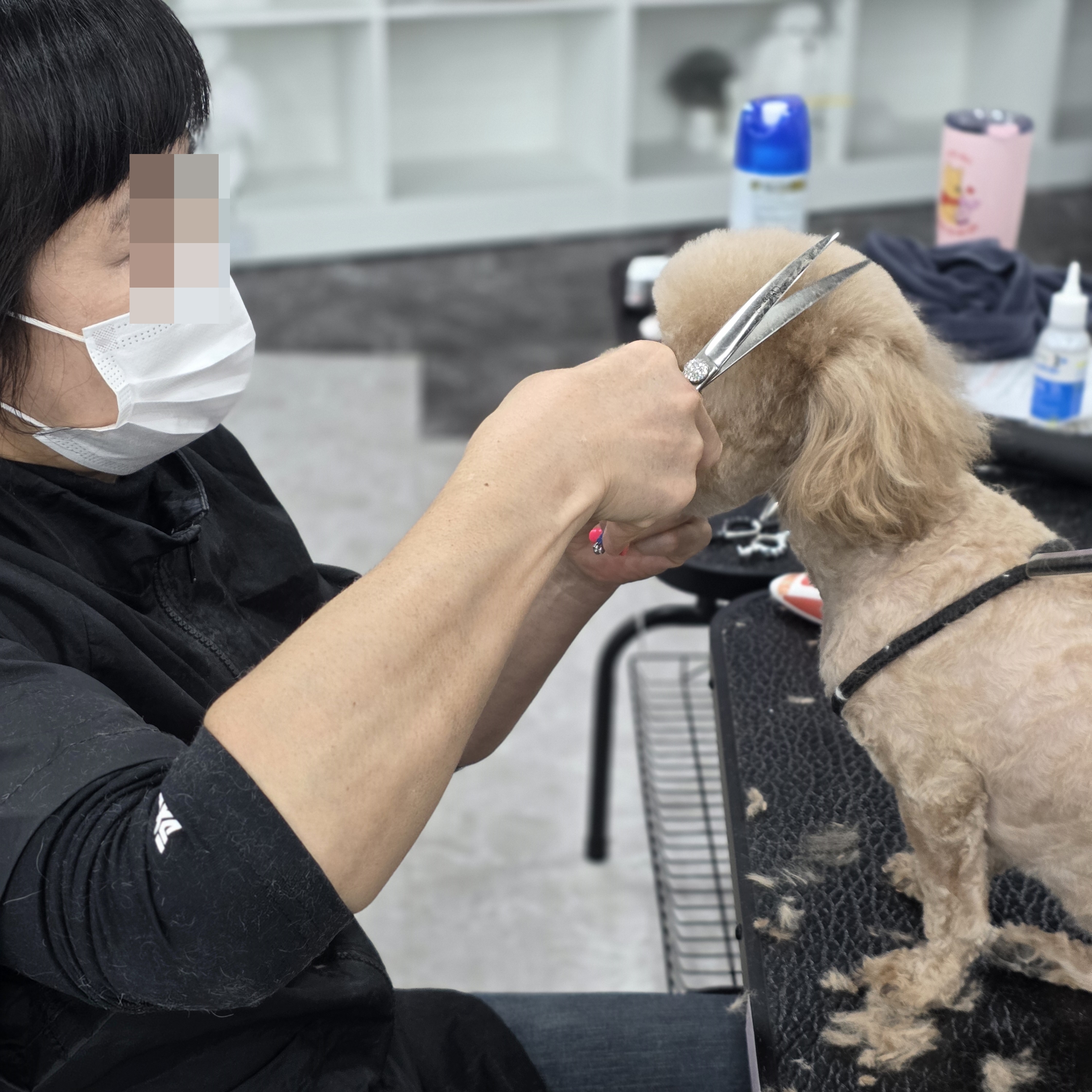 수원애견미용학원