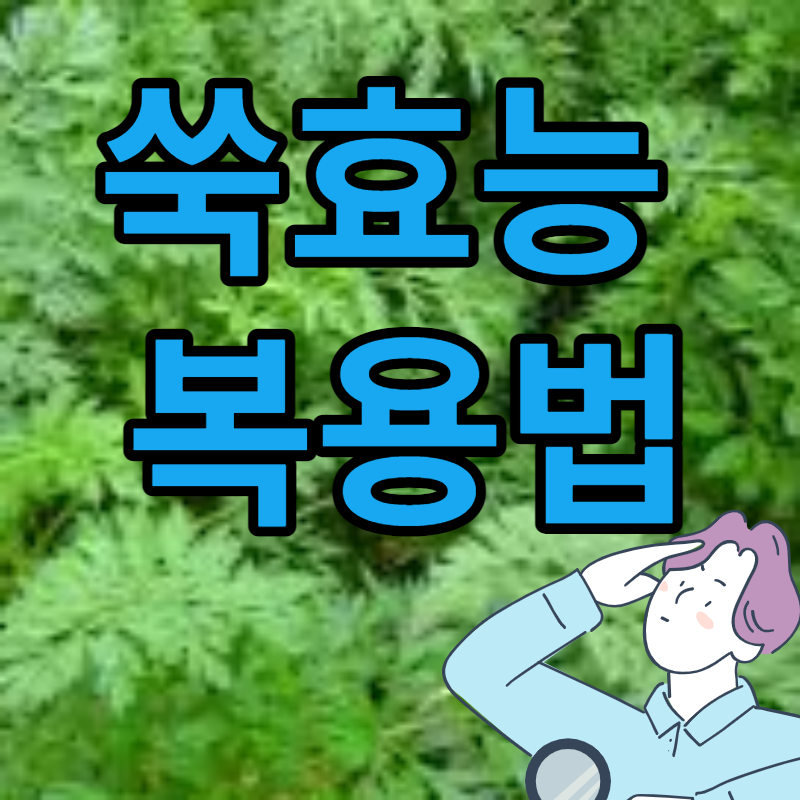 쑥효능