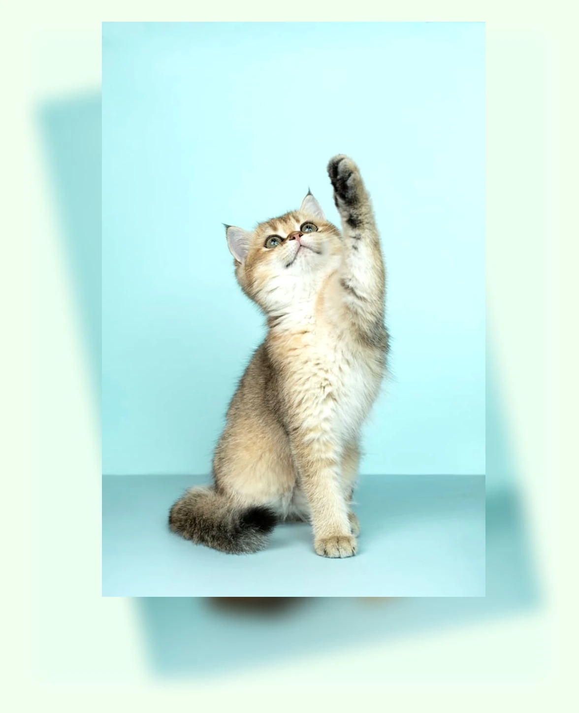 털빠짐 적은 고양이_2_subsection