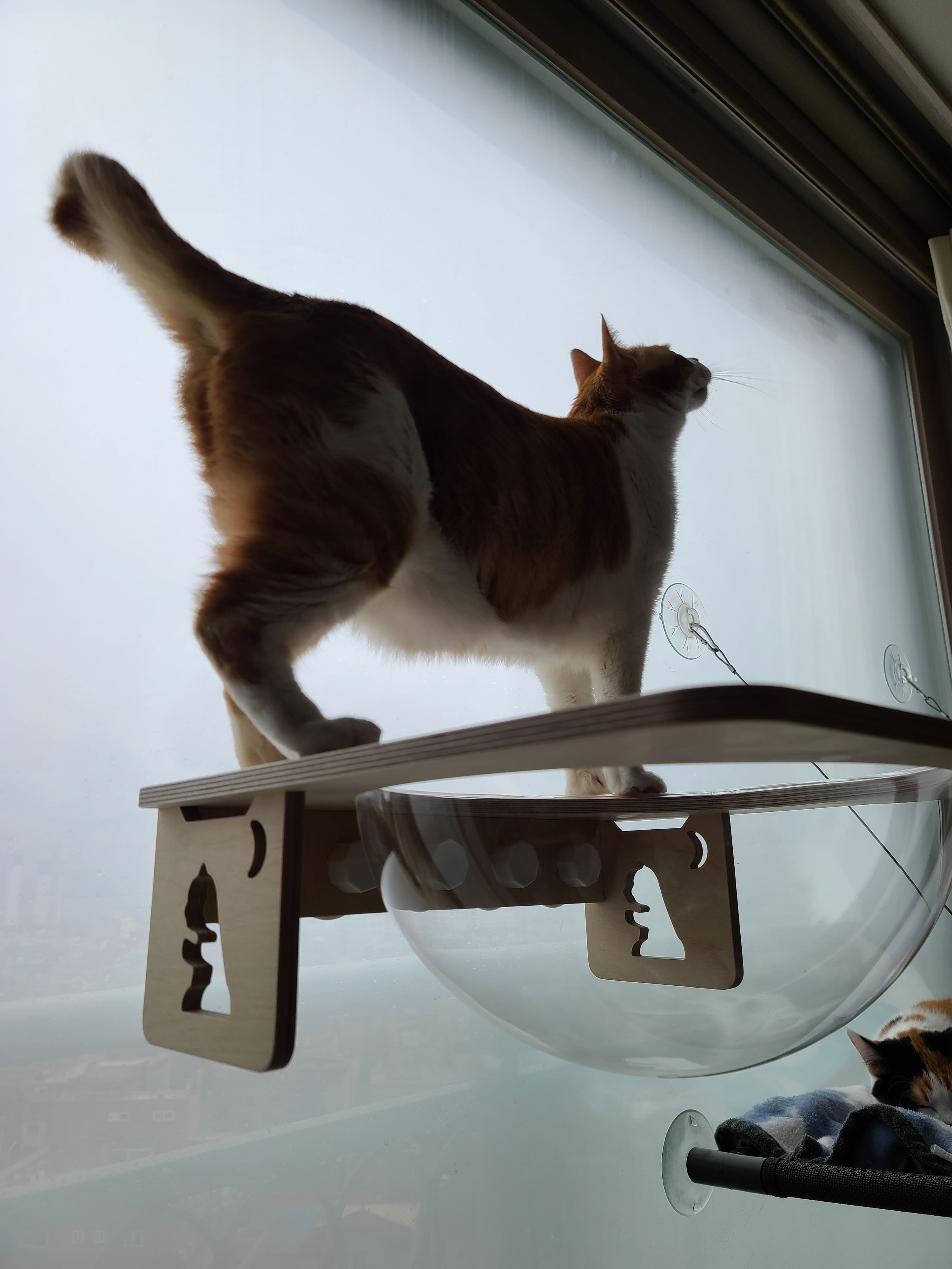 조심성 많고 소심한 막둥이의 캣볼 탐험기!! 결국 막둥이는...