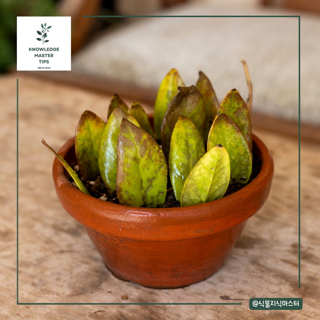 금전수 번식 1 - 잎 삽목