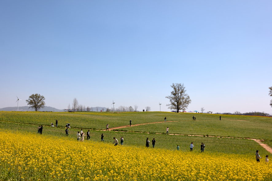 안성팜랜드, 유채꽃, 청보리밭 모습