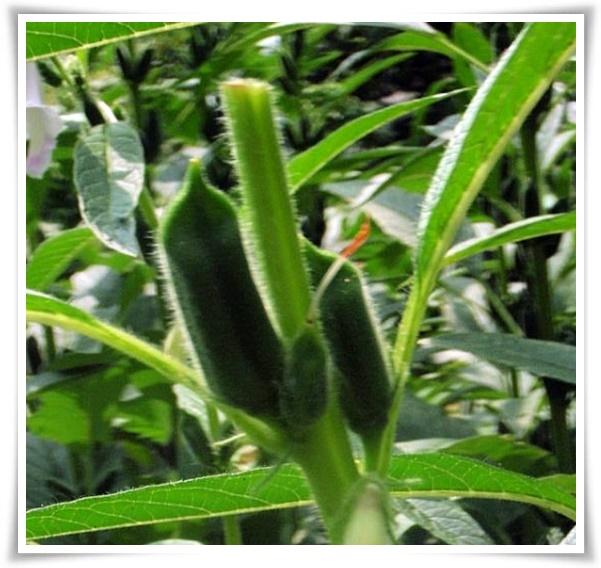 "8월, 참깨 수확해야 해요!" 순지르기/베는시기/수확하기/보관하기