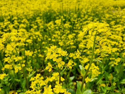 유채꽃밭