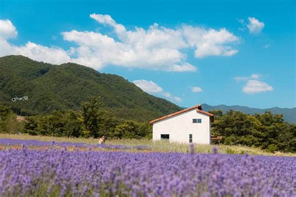 고성 라벤더 마을 축제
