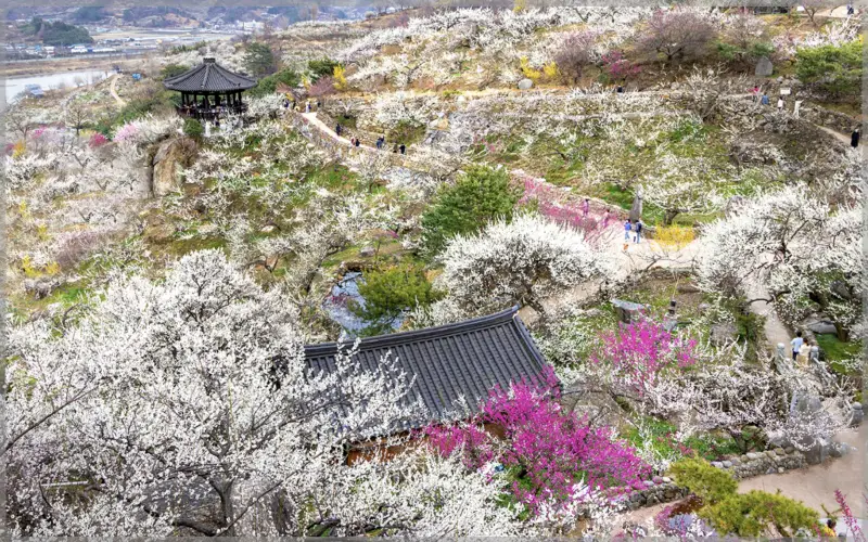 매화꽃 개화시기_5