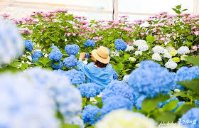 휴애리 입장료 할인받고 운영시간 확인하는 법