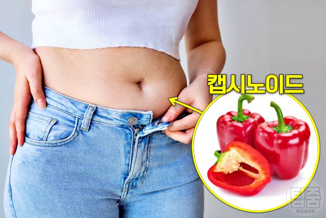 복부지방 빼는법 복부지방 태우는 음식 파프리카