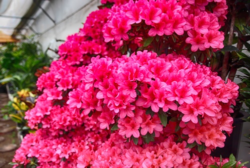 화양연화 뜻 이미지 입니다.